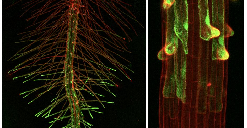 Root hair phenotyping of wild type Arabidopsis and specific mutants