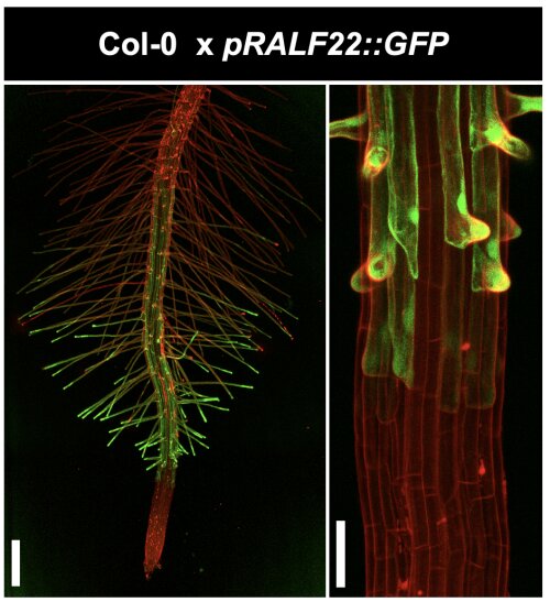 Expression of RALF22 in Arabidopsis roots